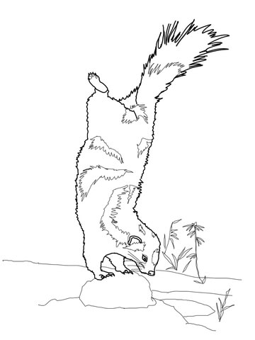 Spotted Skunk Ready To Spray Coloring Page